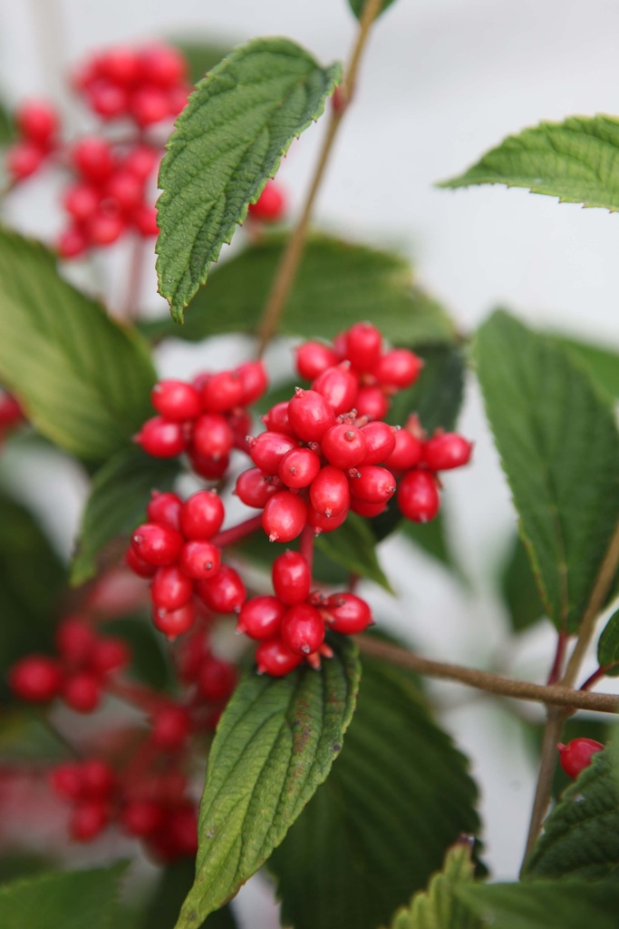[VPKSU100C] VIBURNUM PLICATUM KILIMANDJARO SUNRISE (Pot, 100-125 cm)