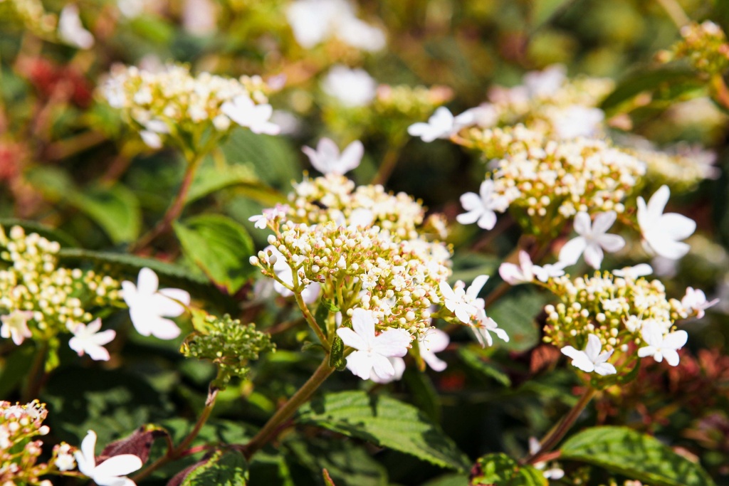 [VPPI100C] VIBURNUM PLICATUM PINKAWAI (Pot, 100-125 cm)