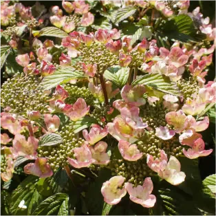 [xx] VIBURNUM PLICATUM PINKIMONO (Pot, 100-125 cm)