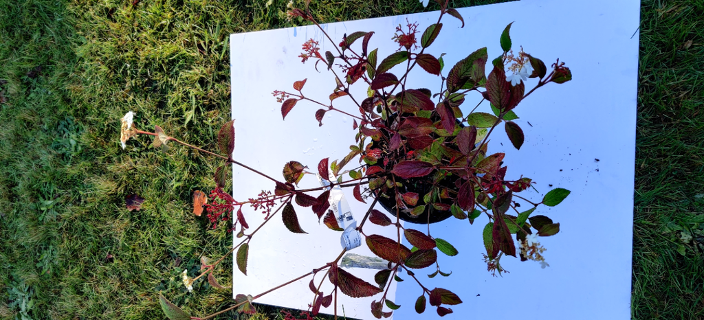 [VPSH40] VIBURNUM PLICATUM SHIROGAMI (Pot 3 litres, 40-50 cm)