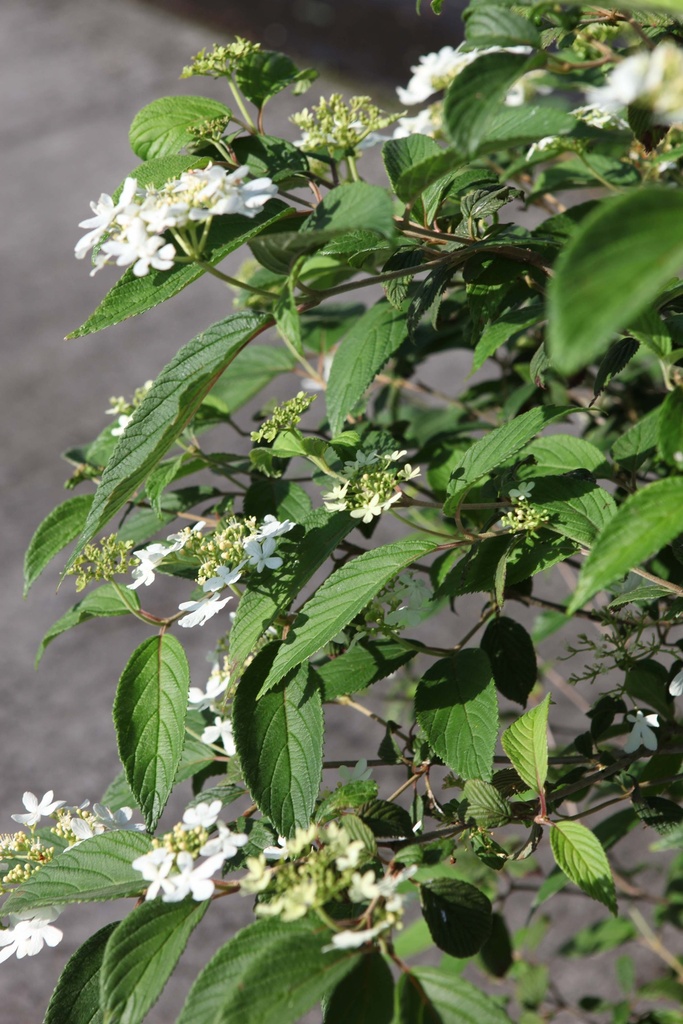 VIBURNUM PLICATUM 'WATANABE'