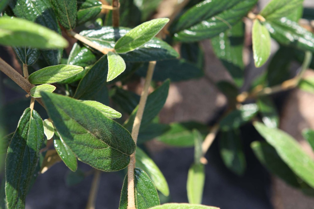 VIBURNUM 'PRAGENSE'