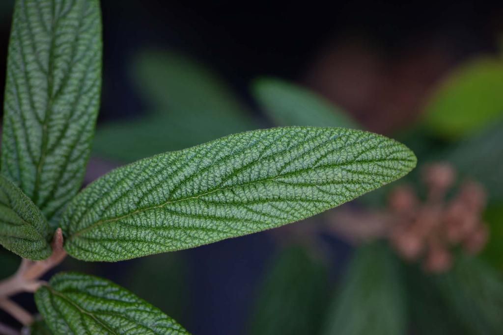 VIBURNUM RHYTIDOPHYLLUM 'HOLLAND'
