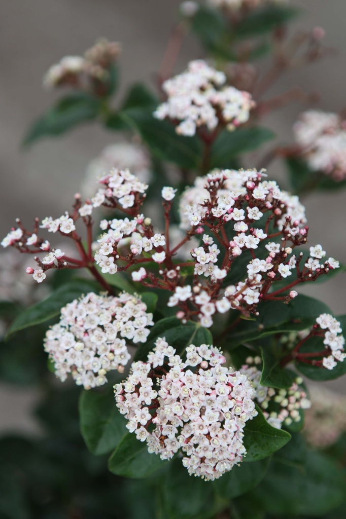 VIBURNUM TINUS 'LISAROSE'