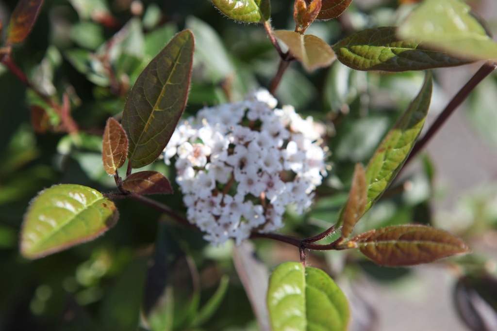 VIBURNUM TINUS SPIRIT