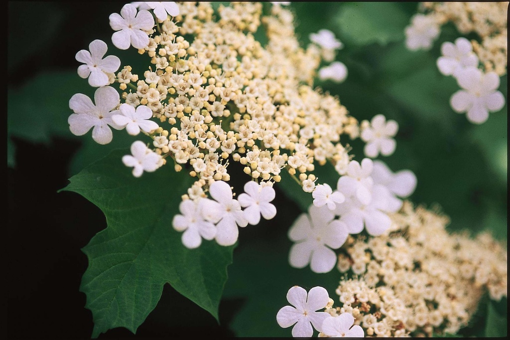 [xx] VIBURNUM TRILOBUM 'WENTWORTH®' (Pot 3 litres, 30-40 cm)