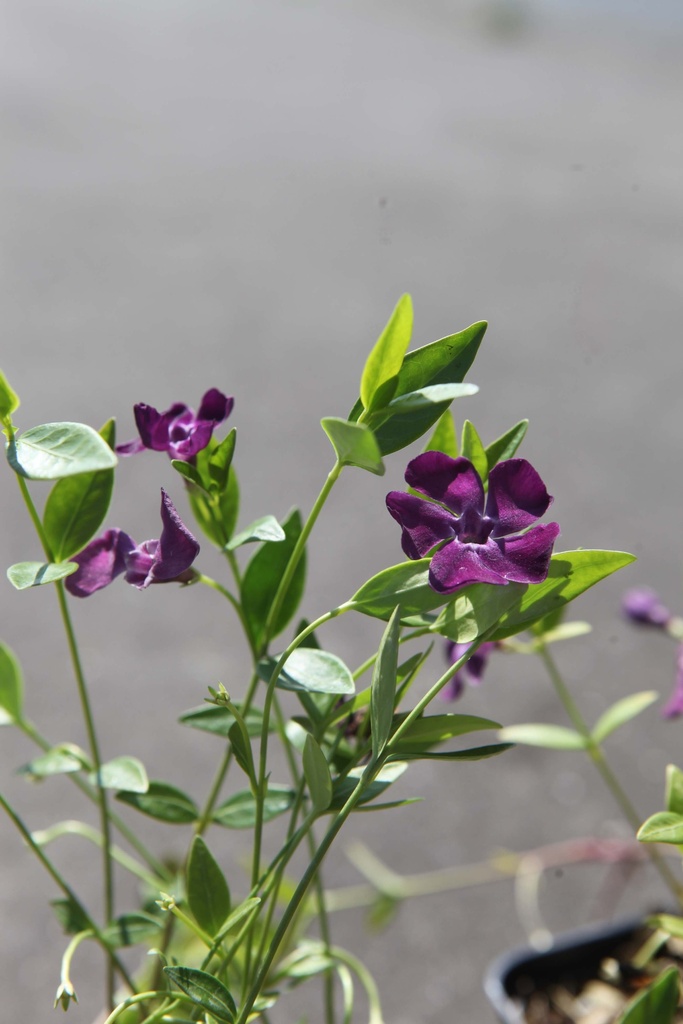 VINCA MINOR 'VERINO'