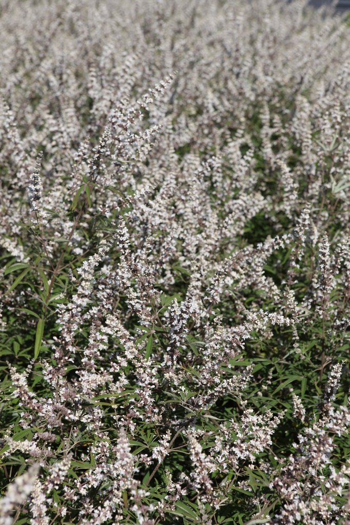 [VACAL100C] VITEX AGNUS-CASTUS 'ALBUS' (Pot, 100-125 cm)