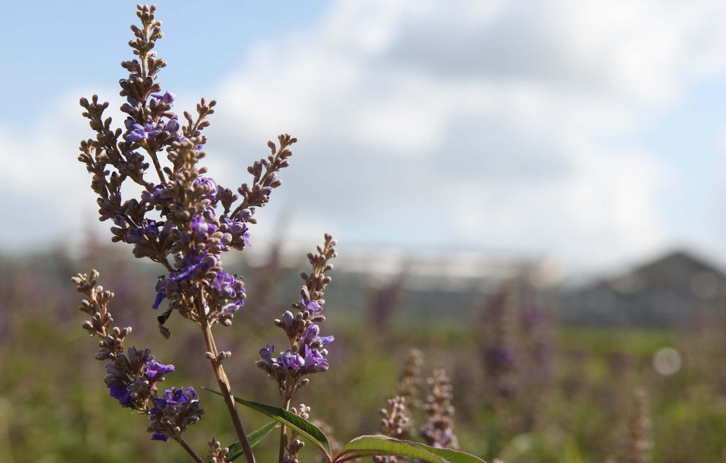 [VACFEDBL100C] VITEX AGNUS-CASTUS FIRST EDITIONS® 'DELTA BLUES®' (Pot, 100-125 cm)