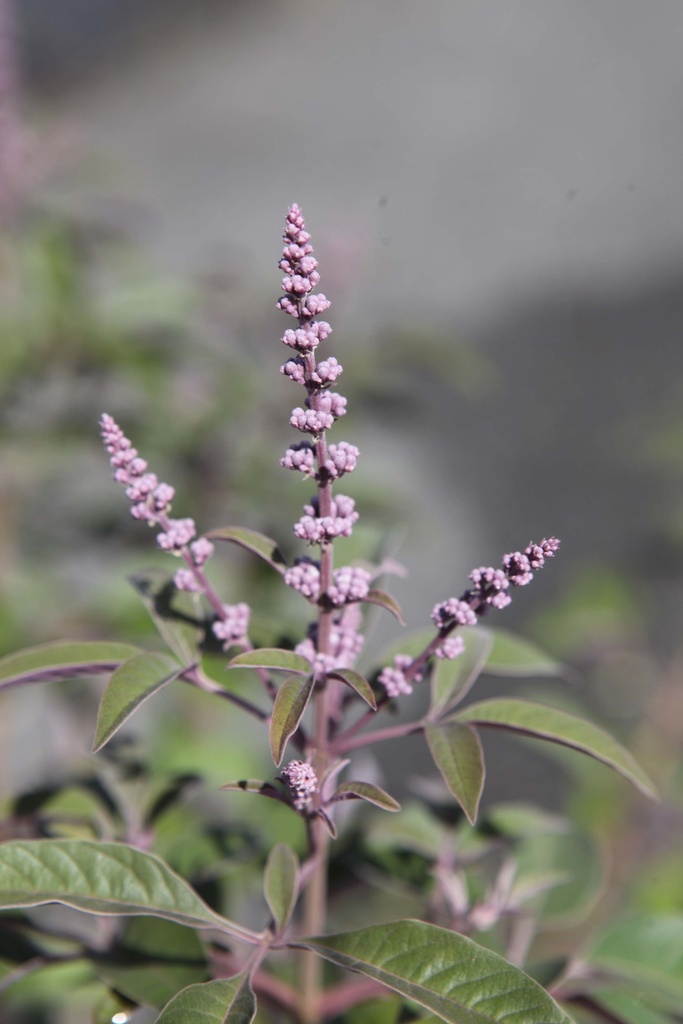 [VACFEFSI100C] VITEX AGNUS-CASTUS FIRST EDITIONS® 'FLIP SIDE®' (Pot, 100-125 cm)