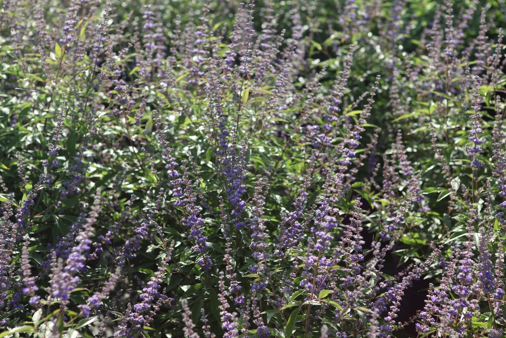 VITEX AGNUS-CASTUS FIRST EDITIONS® QUEEN BEE