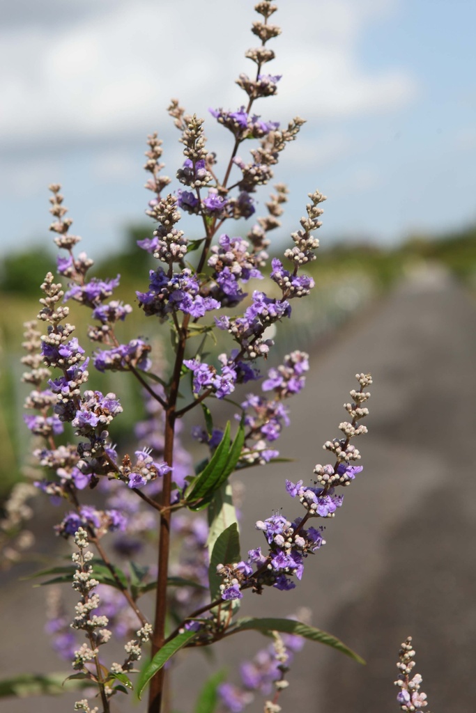 [VACLA100C] VITEX AGNUS-CASTUS 'LATIFOLIA' (Pot, 100-125 cm)