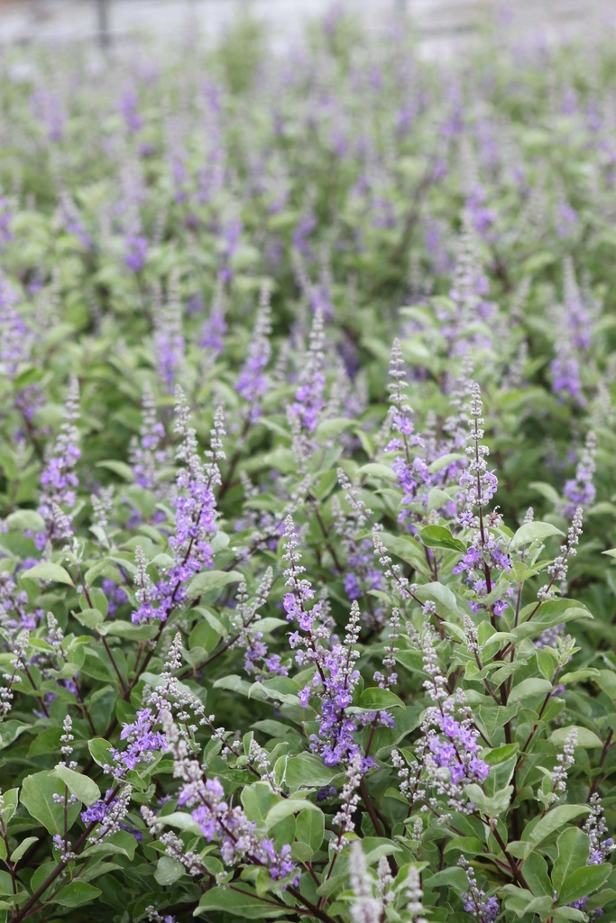 VITEX MAGICAL® CHICAGOLAND BLUES