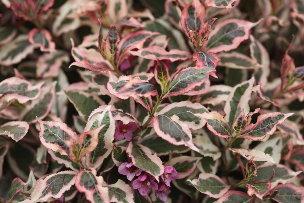 [WASMO3] WEIGELA ALL SUMMER® MONET (Pot 3 litres, 30-40 cm)