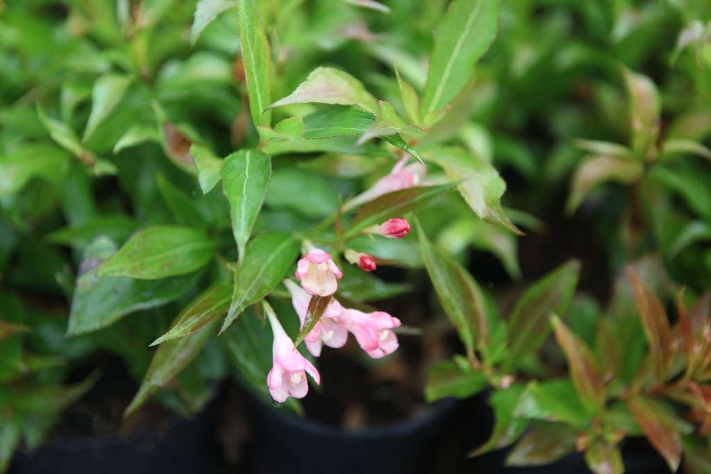 WEIGELA ALL SUMMER® PEACH