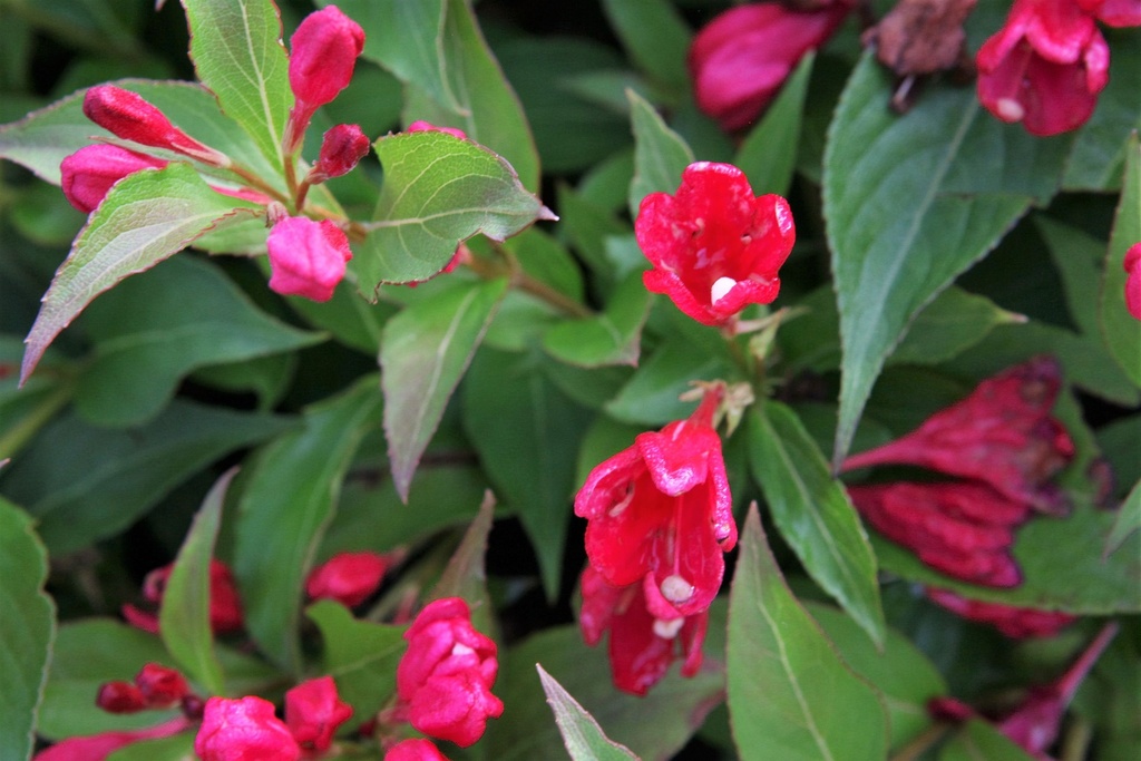 [WASRE3] WEIGELA ALL SUMMER® RED (Pot 3 litres, 40-50 cm)