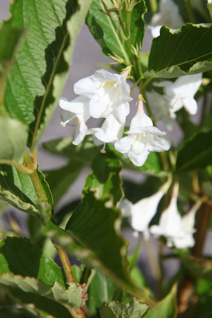 WEIGELA 'BRISTOL SNOWFLAKE'