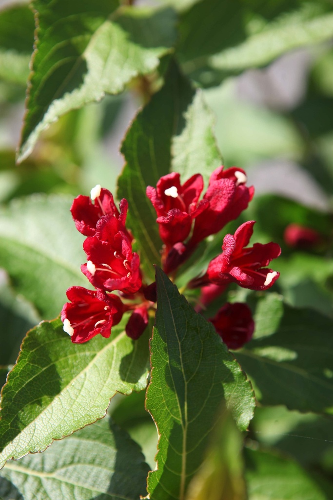 WEIGELA CHERRY LOVE