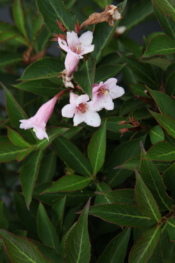 WEIGELA FLORIDA PINK POPPET