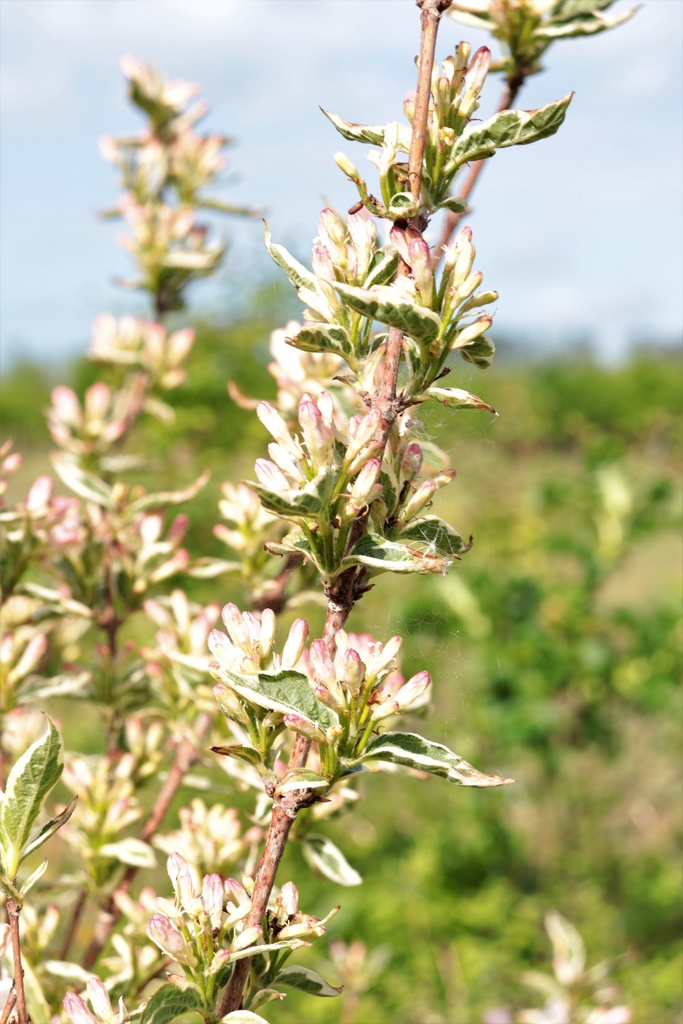 [WFNVA3C] WEIGELA 'NANA VARIEGATA' (Pot 3 liter, 40-50 cm)