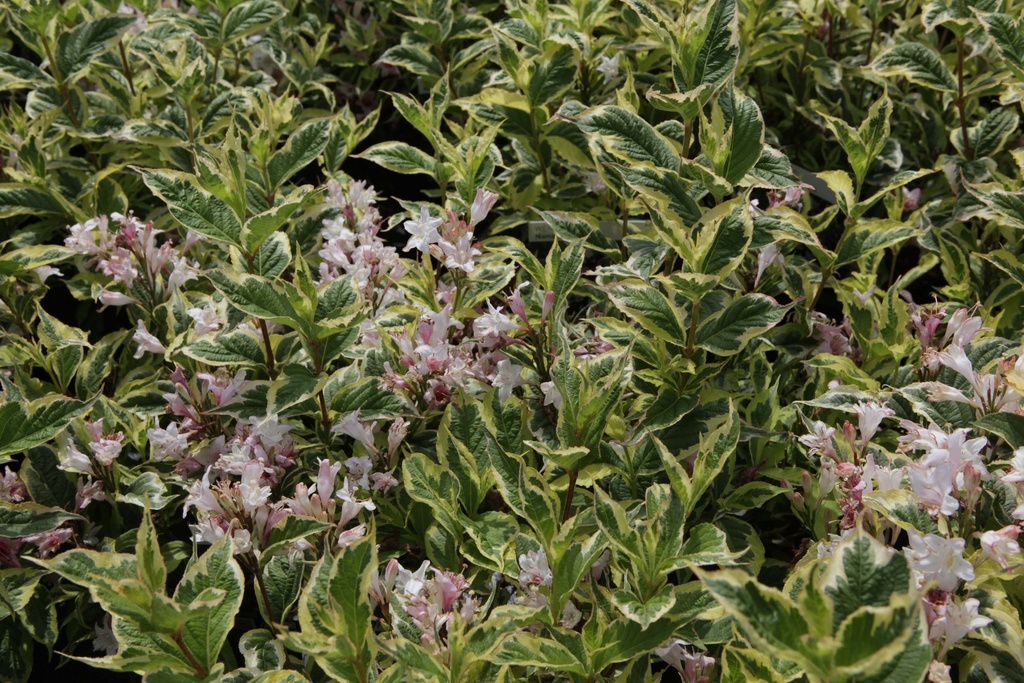 WEIGELA 'NANA VARIEGATA'
