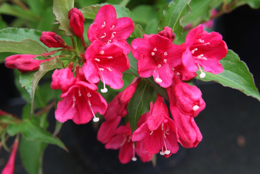 WEIGELA 'RED PRINCE'