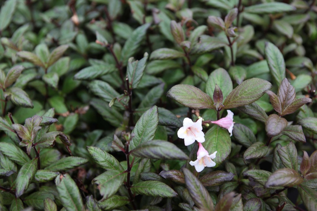 WEIGELA VINTAGE LOVE