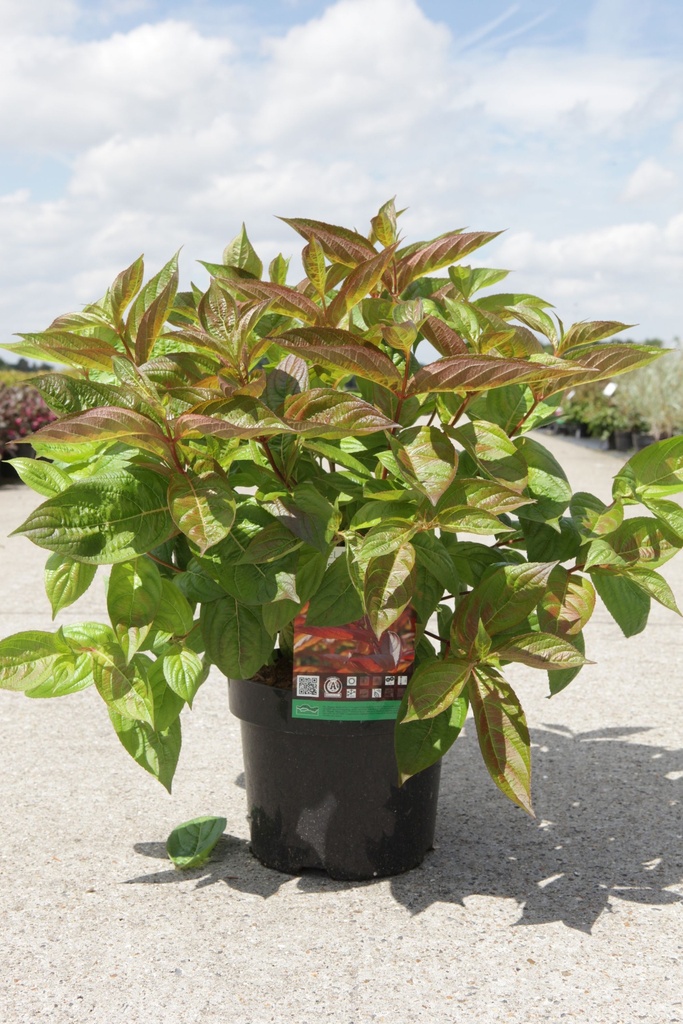 [WWFI3] WEIGELA 'WINGS OF FIRE®' (Pot 3 liter, 40-50 cm)