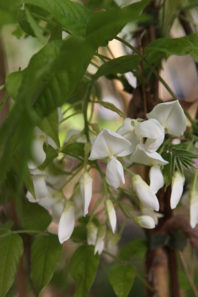 [xx] WISTERIA BRACHYBOTRYS 'KAPITEYN FUJI' (Pot 15 liter, 150-175 cm)