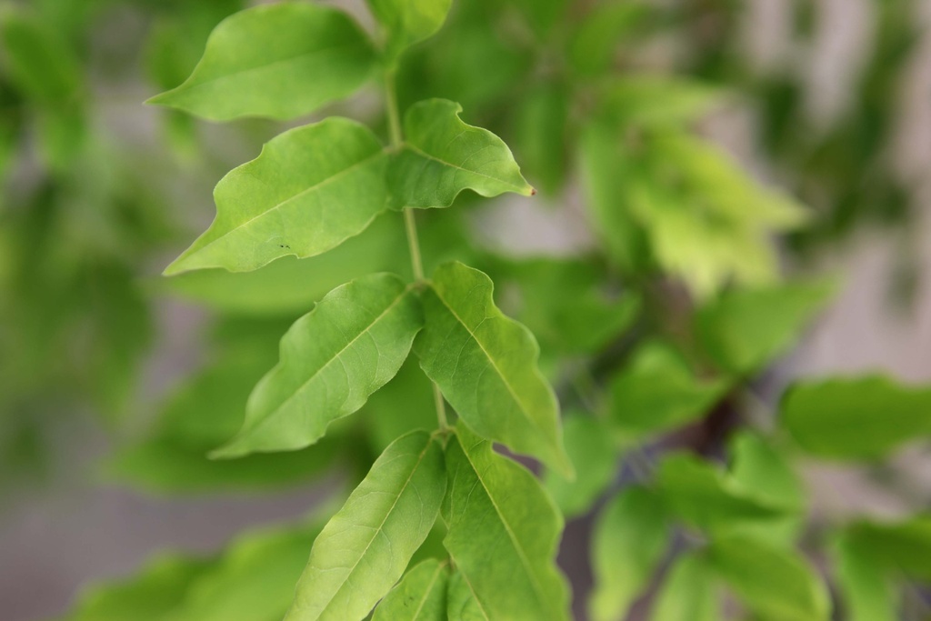 WISTERIA FLORIBUNDA 'DOMINO (SYN. ISSAI)'