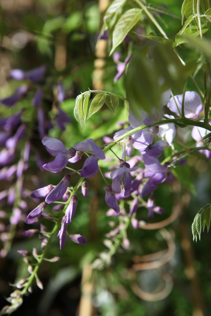 WISTERIA SINENSIS 'PROLIFIC'
