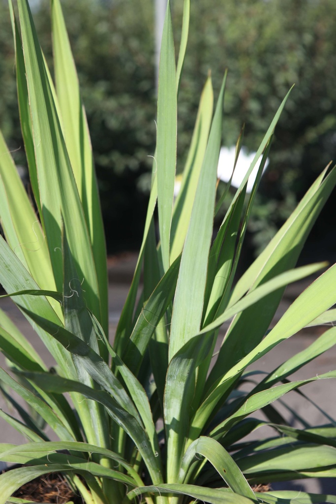 YUCCA FILAMENTOSA