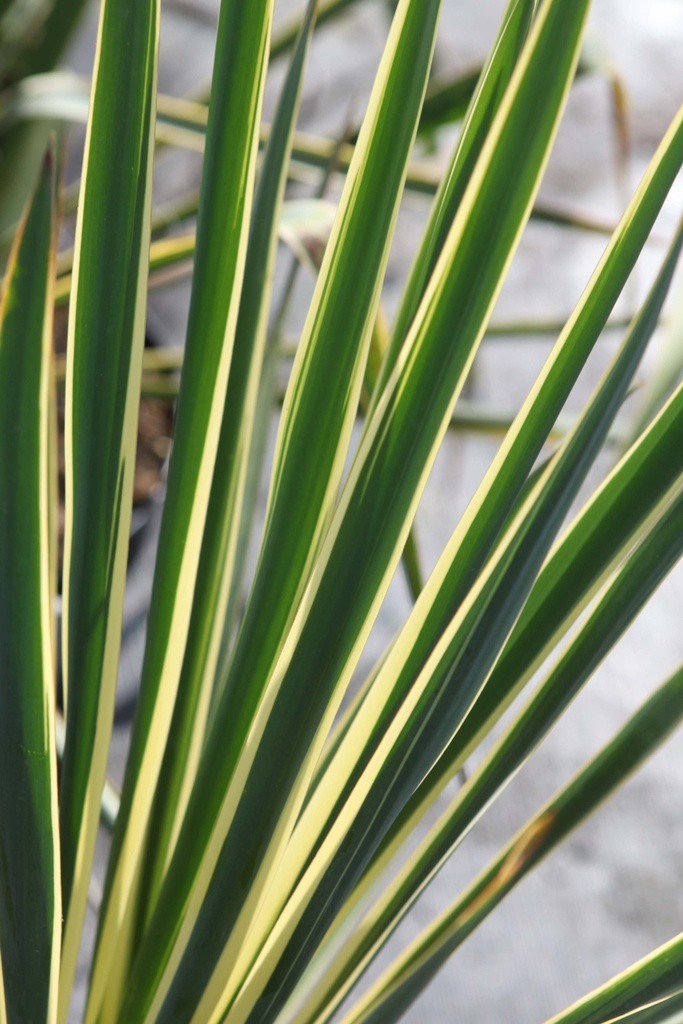 YUCCA FILAMENTOSA 'BRIGHT EDGE'