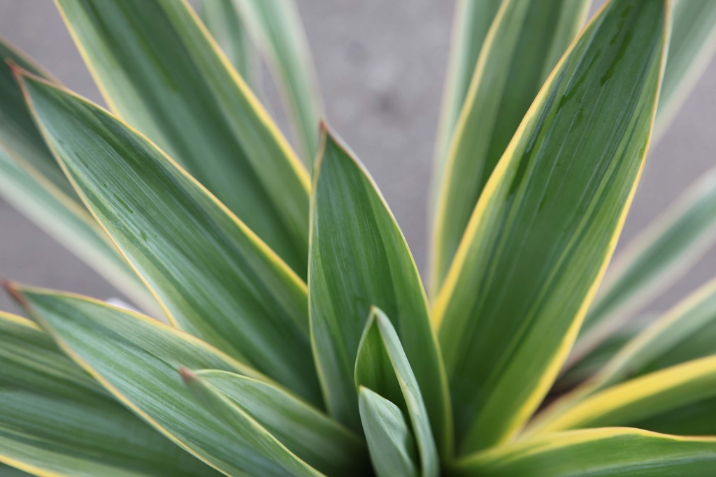 YUCCA GLORIOSA 'VARIEGATA'