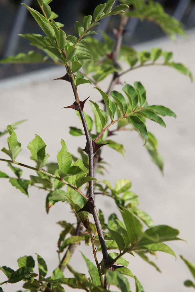 ZANTHOXYLUM SIMULANS