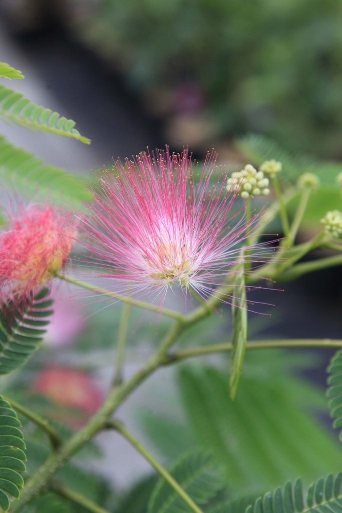 ALBIZIA JULIBRISSIN OMBRELLA