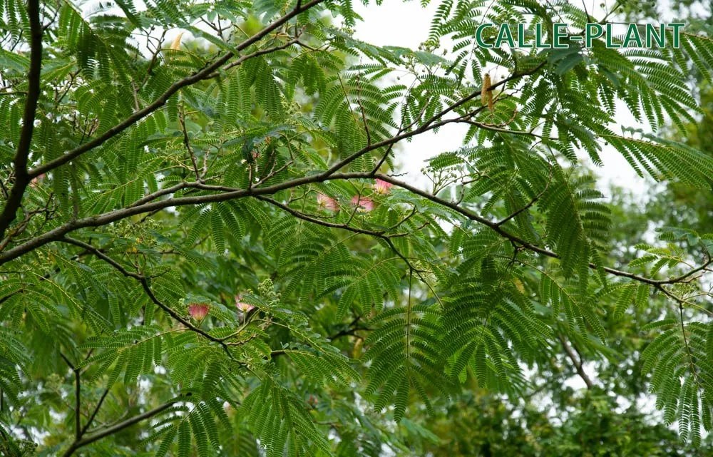 [xx] ALBIZIA JULIBRISSIN OMBRELLA (Pot, 100 cm stam)