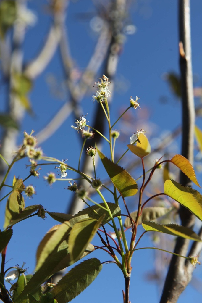 AMELANCHIER 'BALLERINA'