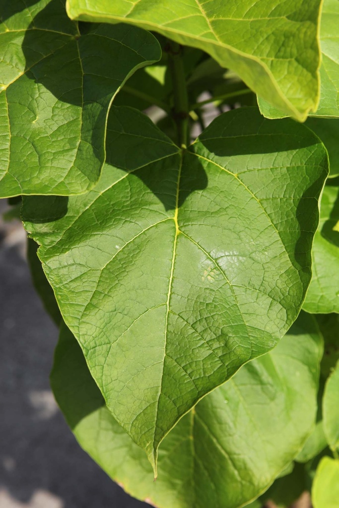 CATALPA BIGNONIOIDES 'AUREA'