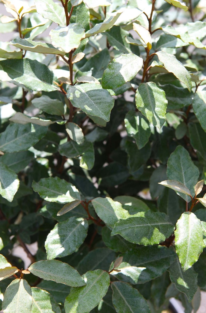 ELAEAGNUS EBBINGEI 'COMPACTA'
