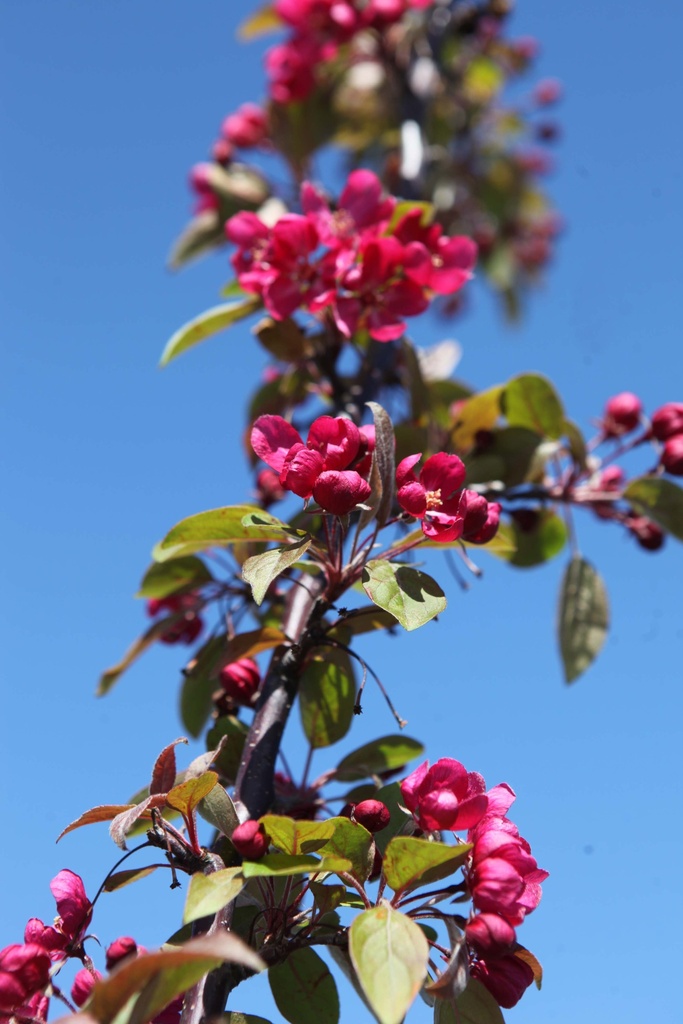 MALUS 'INDIAN MAGIC'