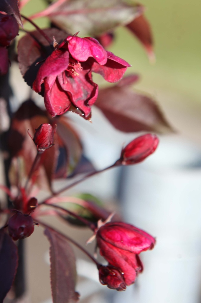 [xx] MALUS 'ROYALTY' (Pot, 100-125 cm)