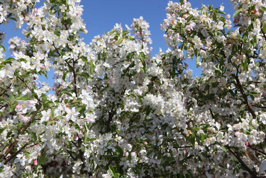 MALUS 'SUGAR TYME'