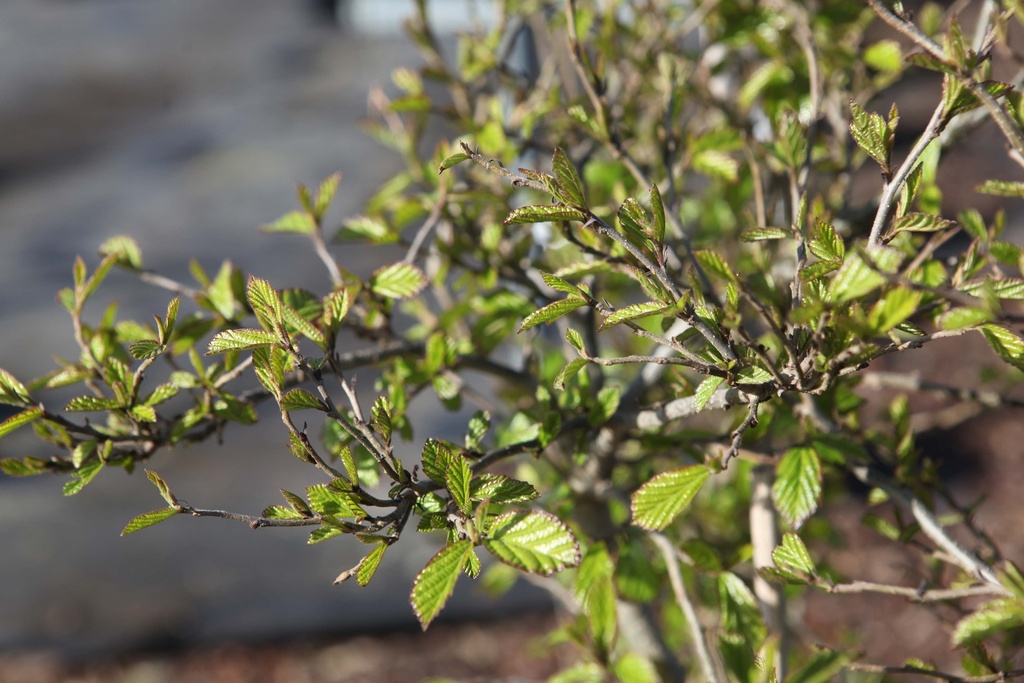 PARROTIA PERSICA