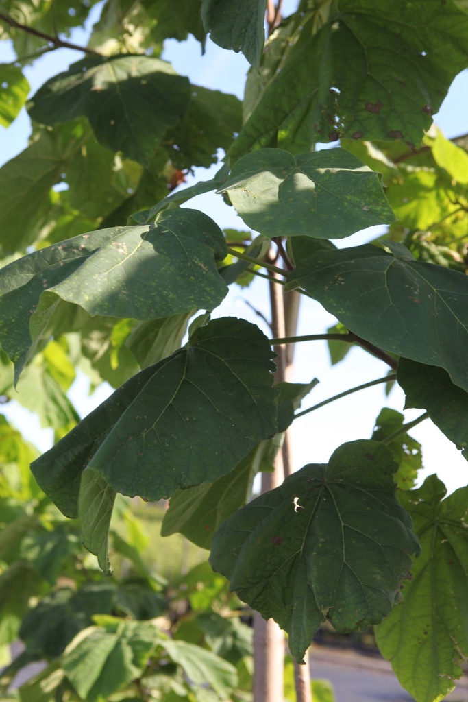 [xx] PAULOWNIA TOMENTOSA (Pot 15 liter, 200-250 cm)
