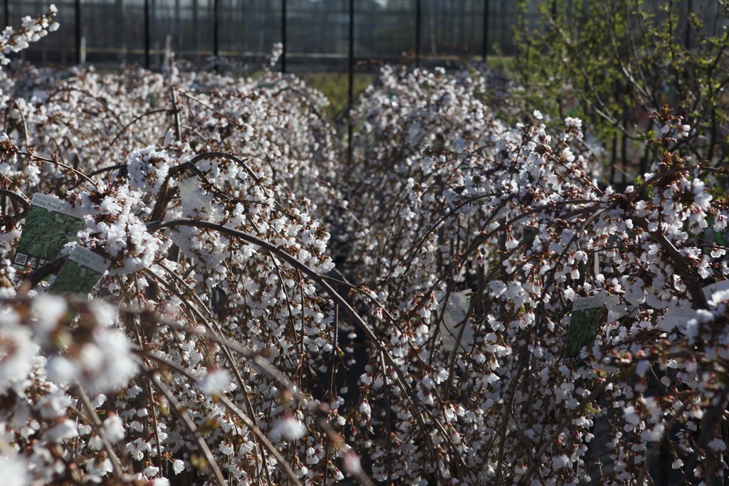 PRUNUS INCISA 'FRILLY FROCK®'