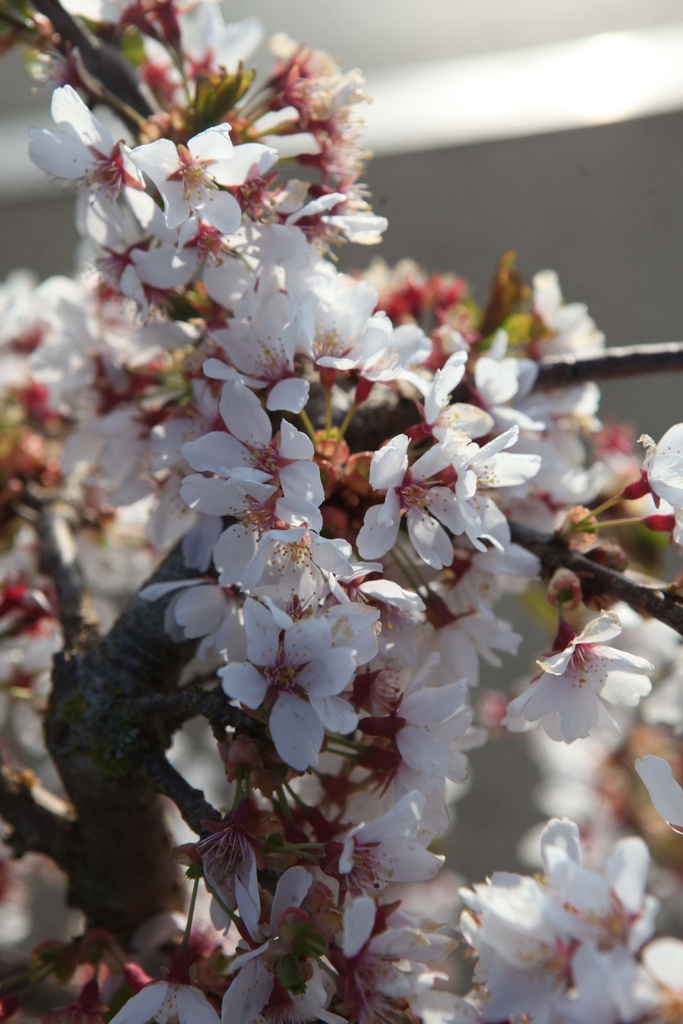 PRUNUS 'SNOW FOUNTAINS'