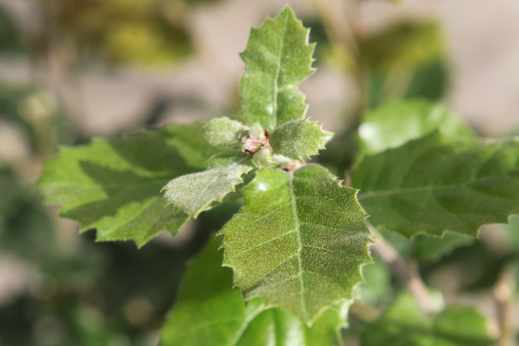 QUERCUS ILEX