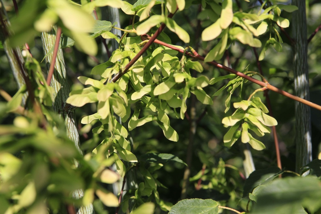 ACER DAVIDII VIPER®