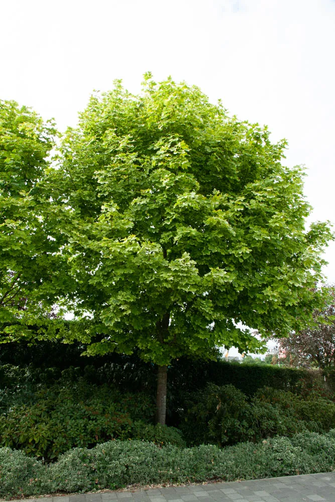 ACER PLATANOIDES 'DRUMMONDII' BALIVEAU